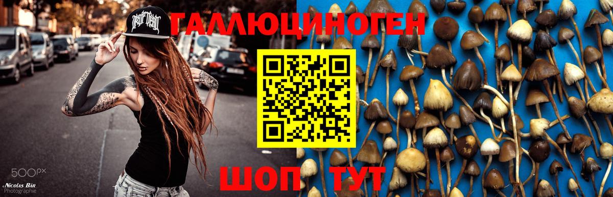 Псилоцибиновые грибы Cubensis Богородицк